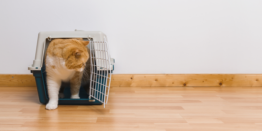 Jak na stěhování s kočkou a zvykání na nový domov